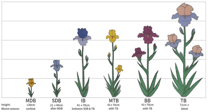Iris Classifications