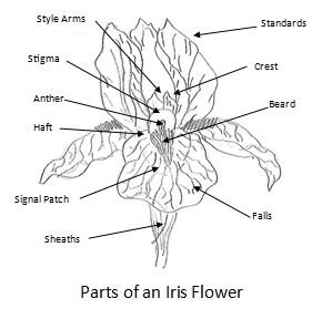 Parts of the Iris