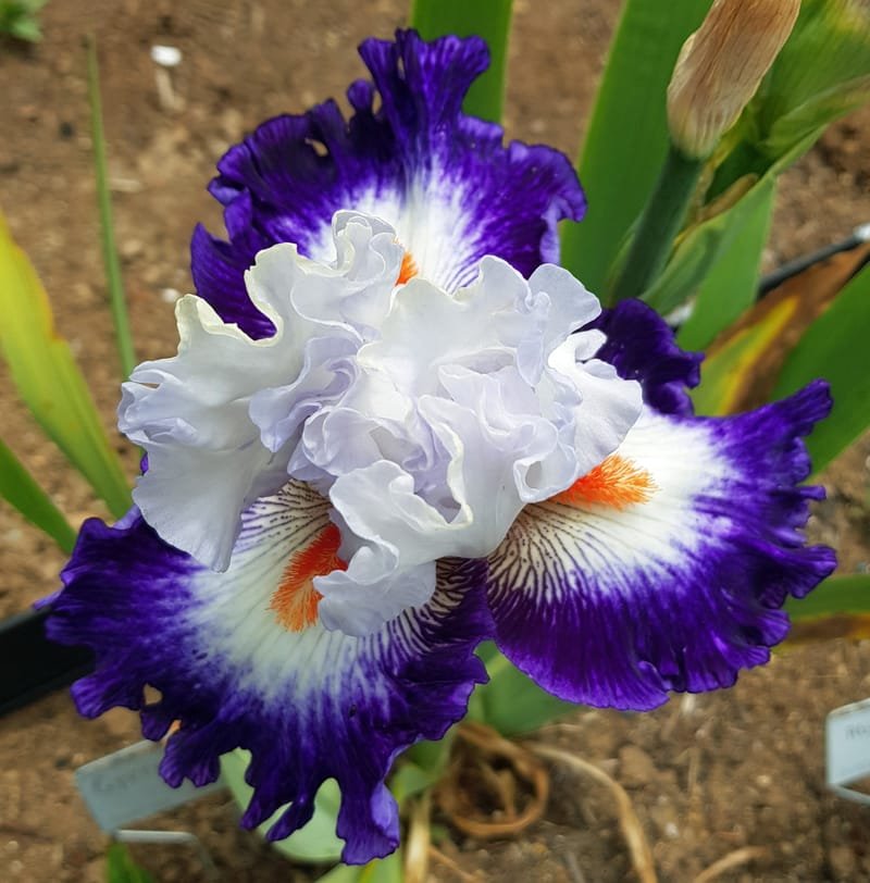 Iris "Flower Patterns" & Colors