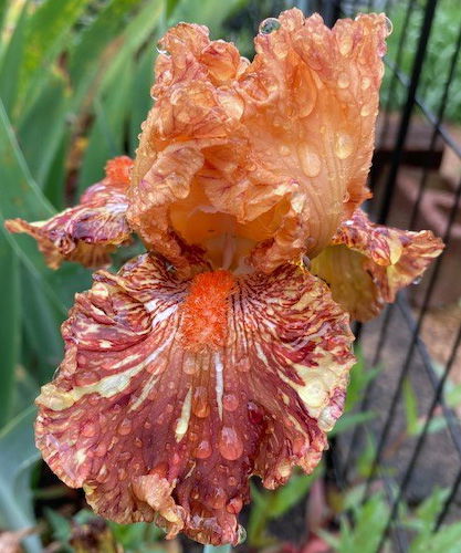 Tall Bearded Iris (Iris 'Catch the Fever') in the Irises Database 