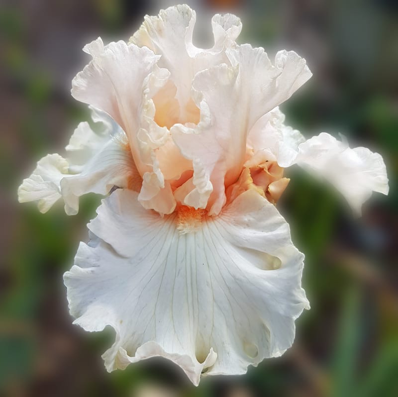 Mary Randall - Chestnut Acres Iris Garden