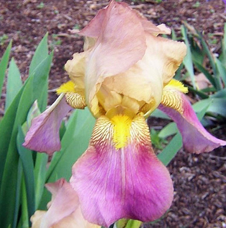 Rum Is The Reason Chestnut Acres Iris Garden