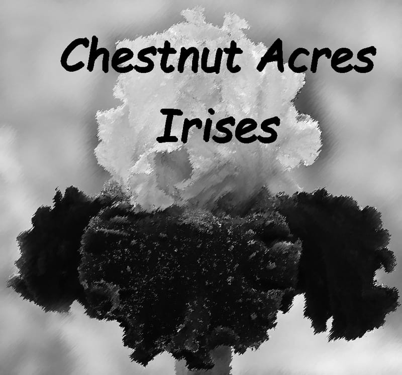 Tall Bearded Iris (TB), C to Ch - Chestnut Acres Iris Garden