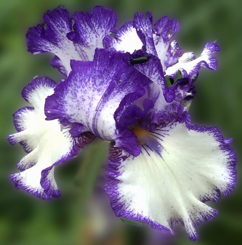 Rum Is The Reason Chestnut Acres Iris Garden