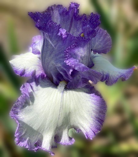 Rhonda Fleming - Chestnut Acres Iris Garden