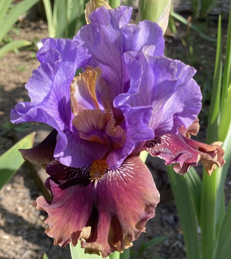 Rum Is The Reason Chestnut Acres Iris Garden