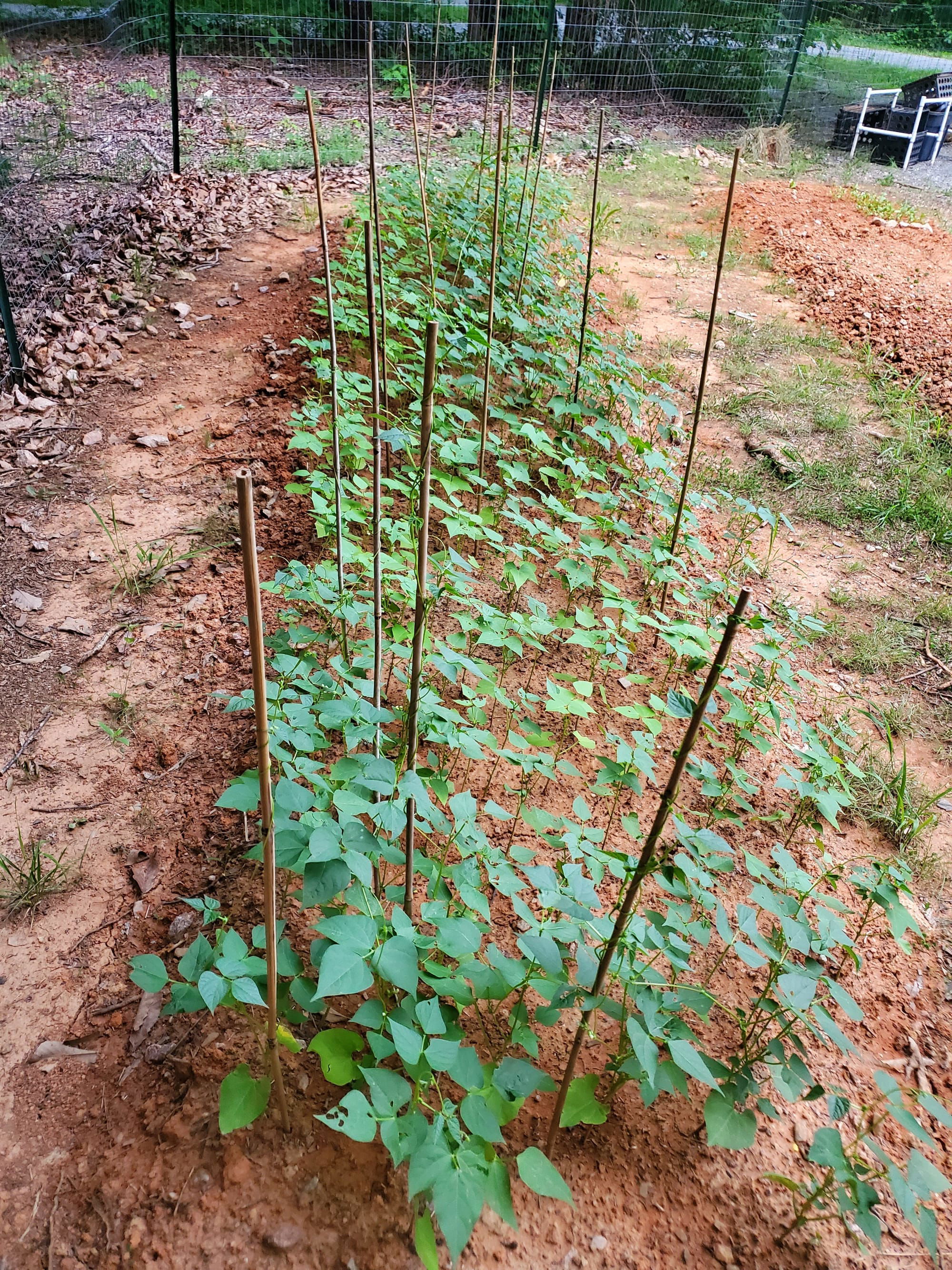 Small red "bush" beans