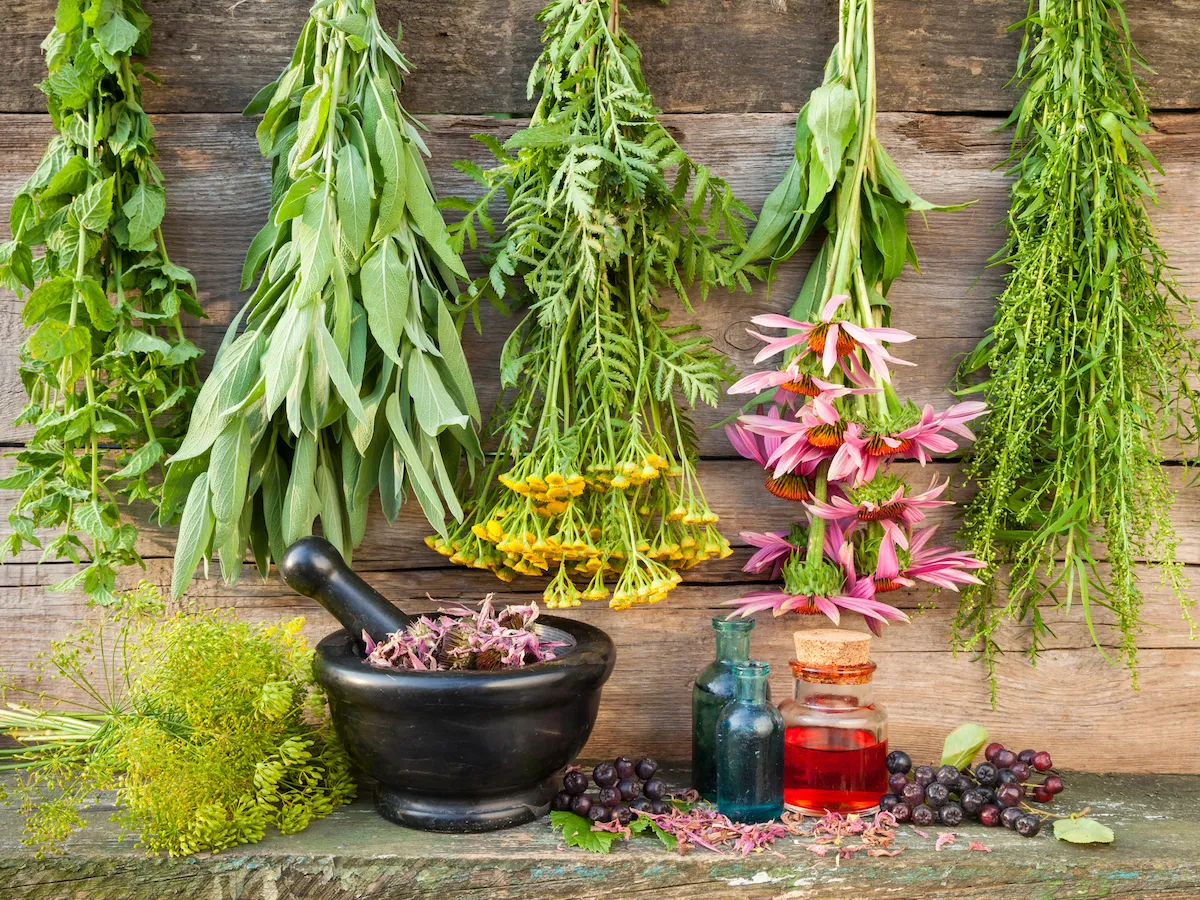 100 Medicinal Plants & Their Uses