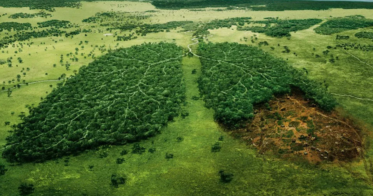 NO to deforestation