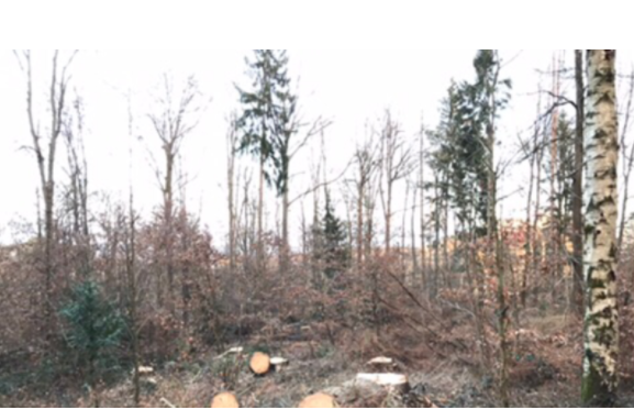 Aktuelle Petition: Es reicht! Keine massive Holzernte mehr im Stuttgarter Wald - Priorität der Naherholung