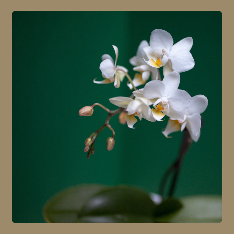 New! Open orchid terrarium workshop