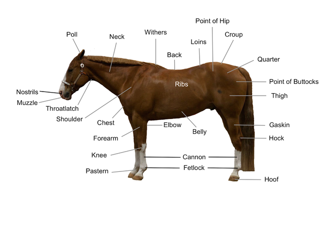 What is Conformation of a Horse?