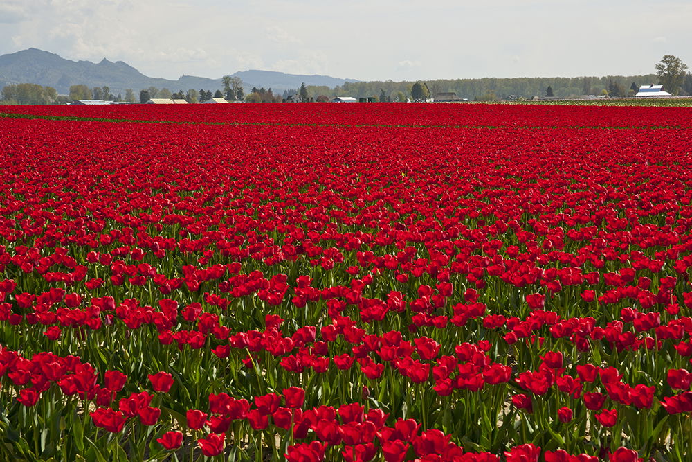 Mt. Vernon, Wa.