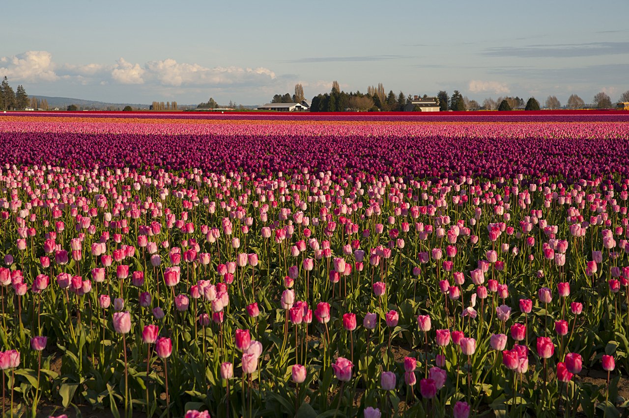 Mt. Vernon Tulip Fields in Washington