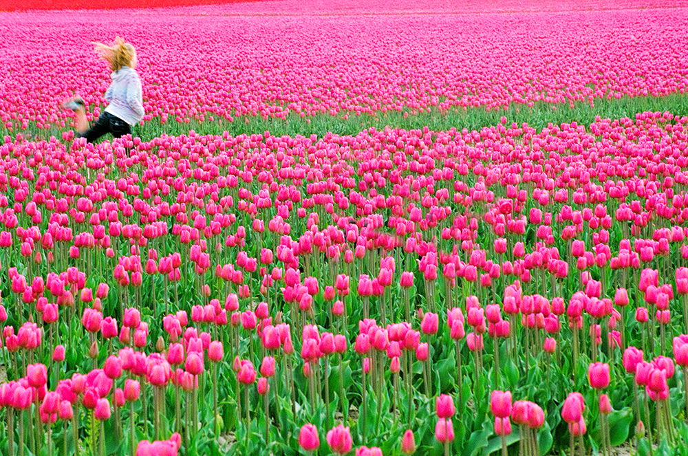 Tiptoe through the Tulips