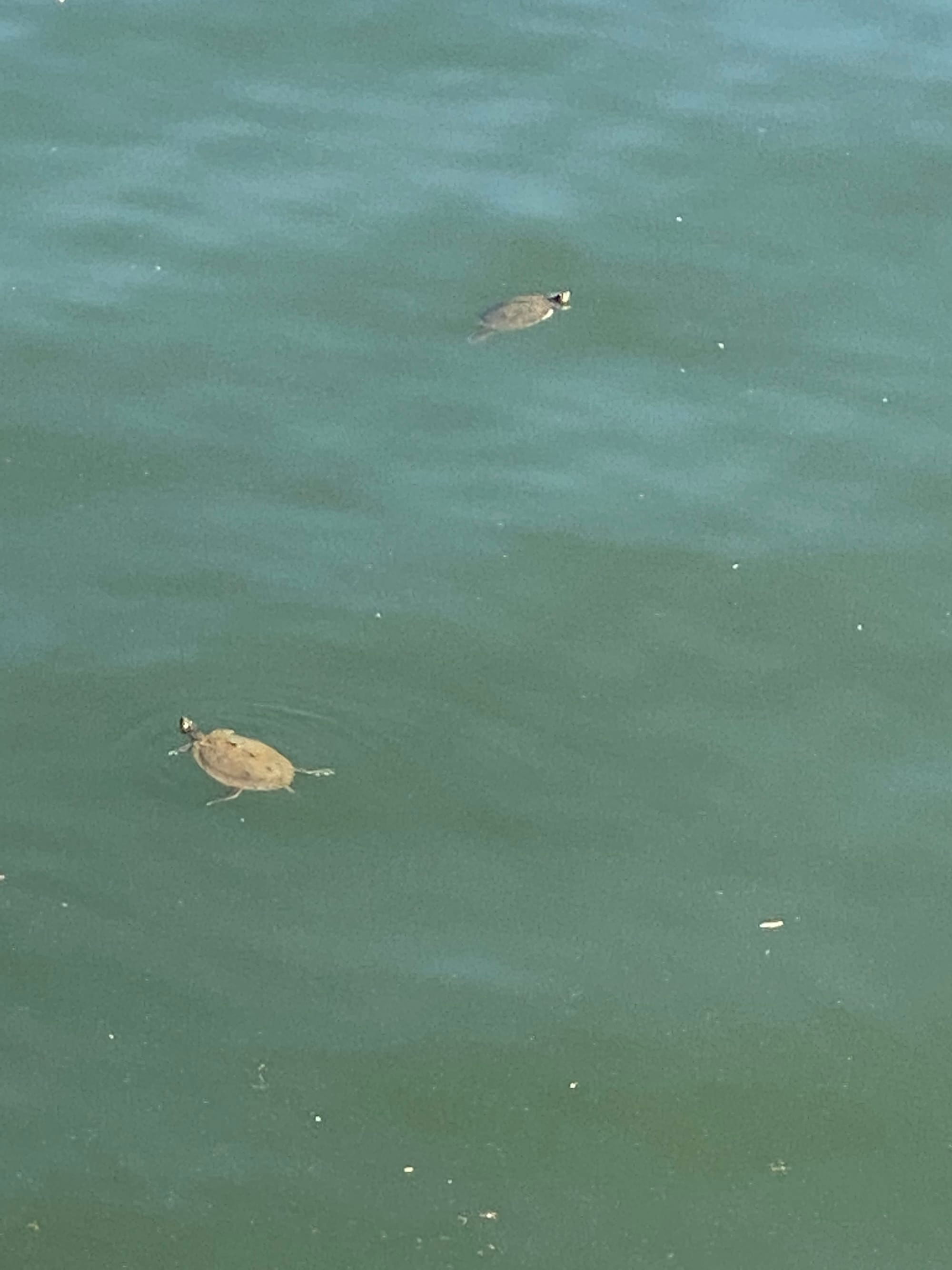 Turtles