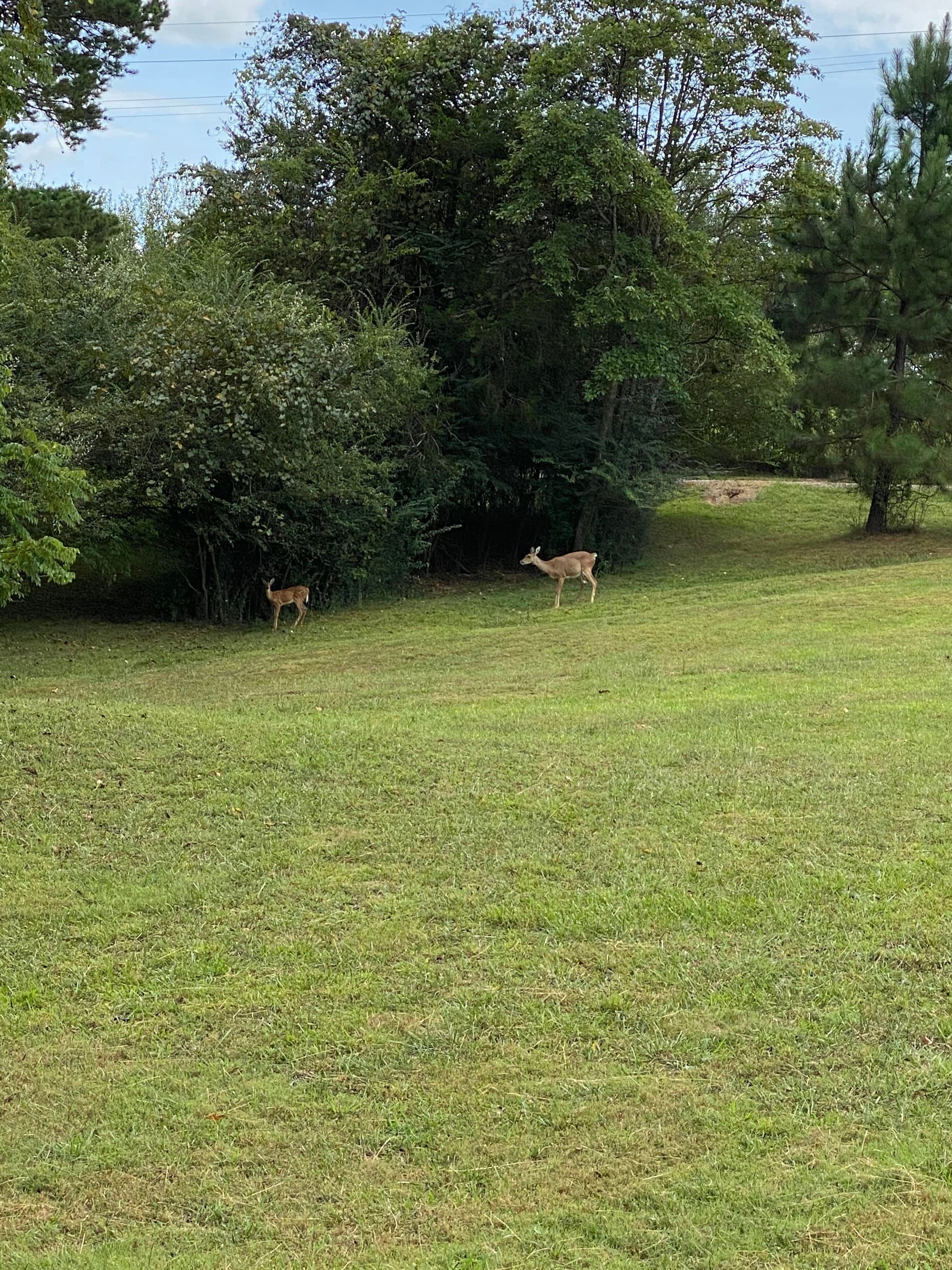 Lots of Deer's on the Property