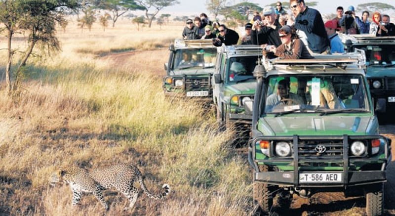 Best Tour Operator In Arusha – Make Sure You Hire The Best In Business - Kimgoni Tanzania Safaris