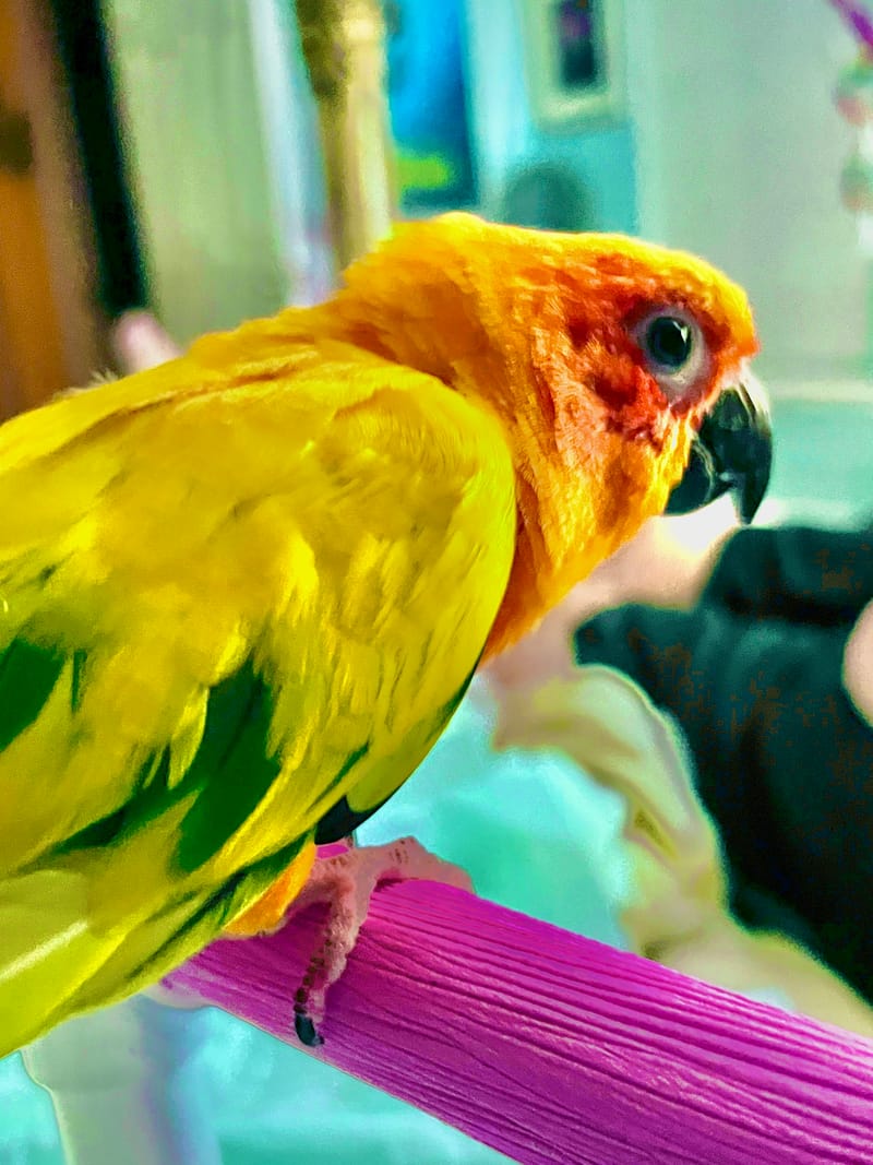  Rainbow Parrot Rescue Florida