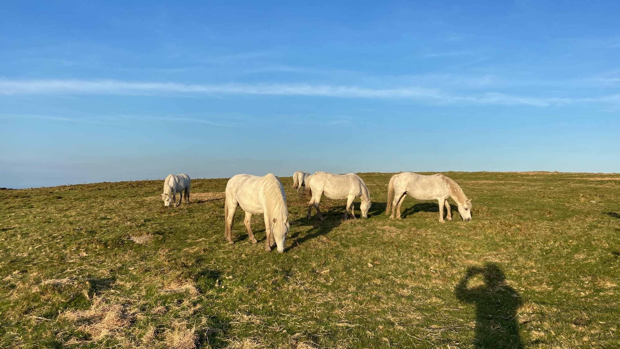 Herd of grey Dartmoor ponies