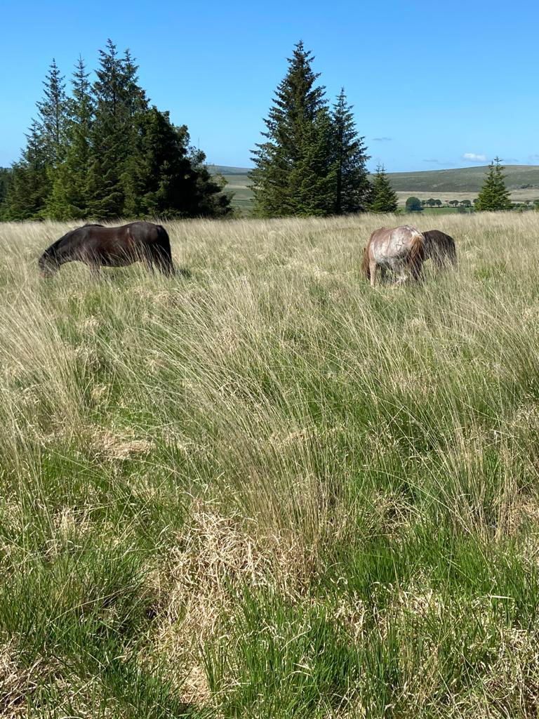 Dartmoor ponies grazing Molinia to improve sward structure