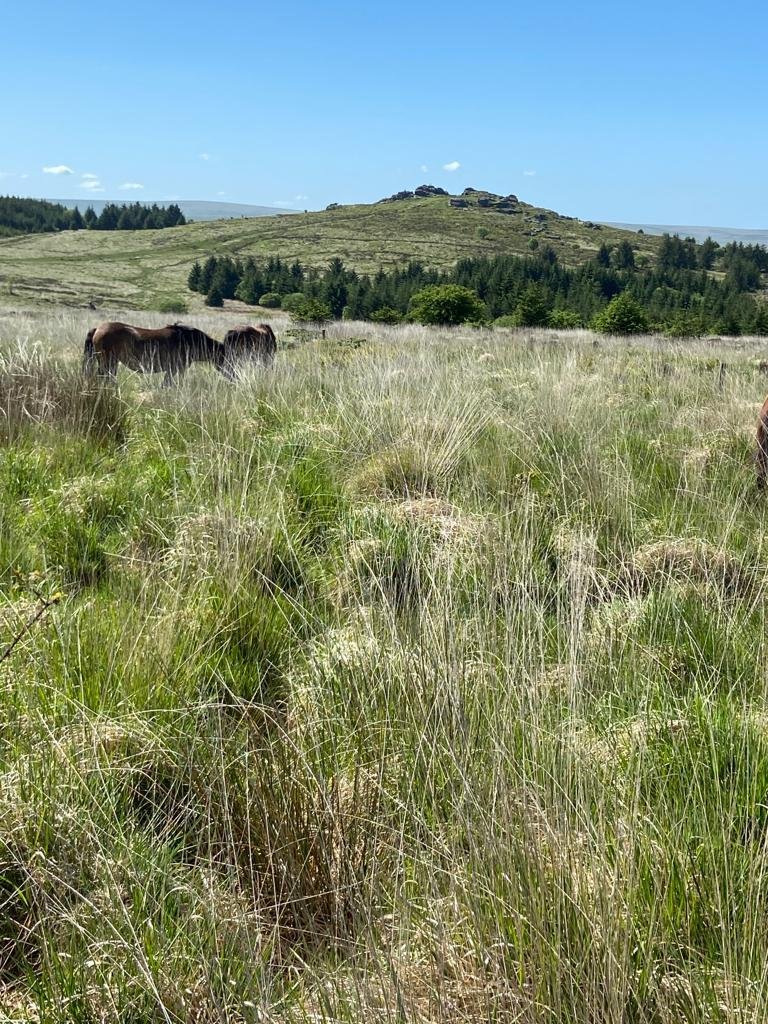 Amazing Conservation grazing site