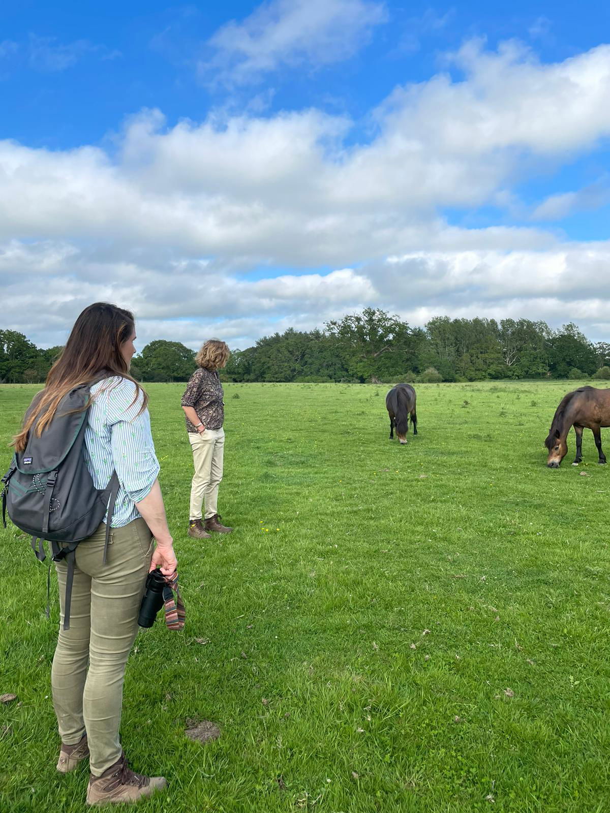 Knepp Estate Exmoor Ponies 2021