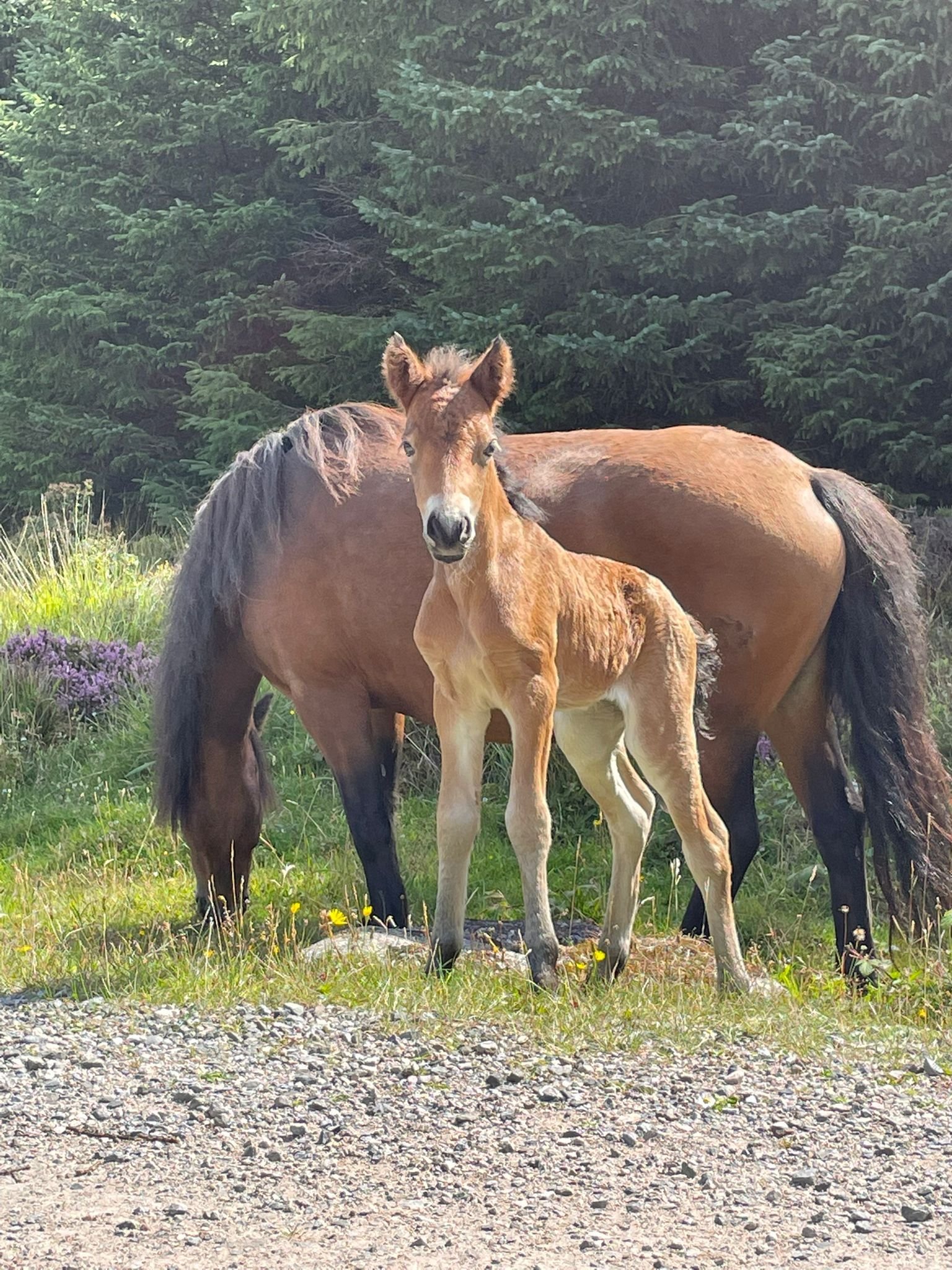 New Foal arrives on Bellever