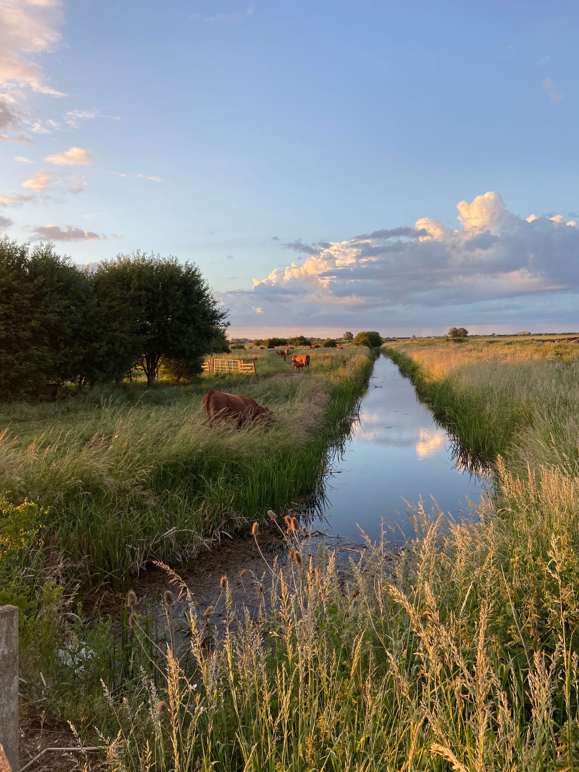 Cows happily grazing on reeds