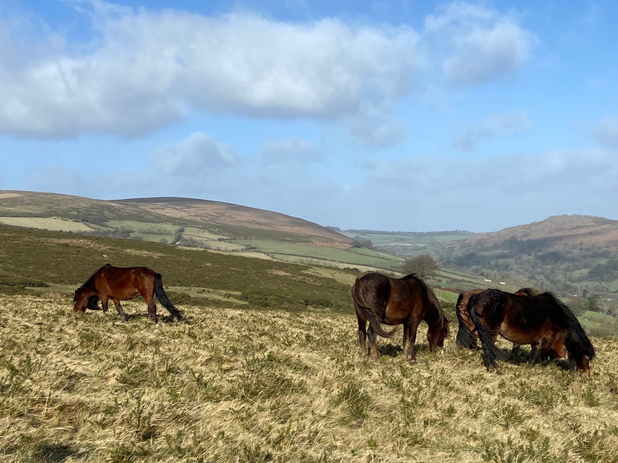 Equine Checkers