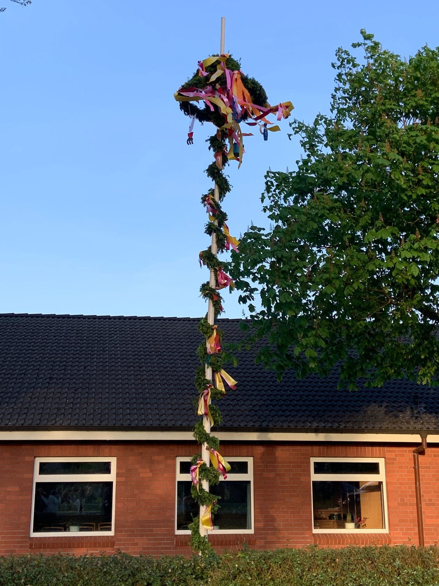 Maibaum 2024