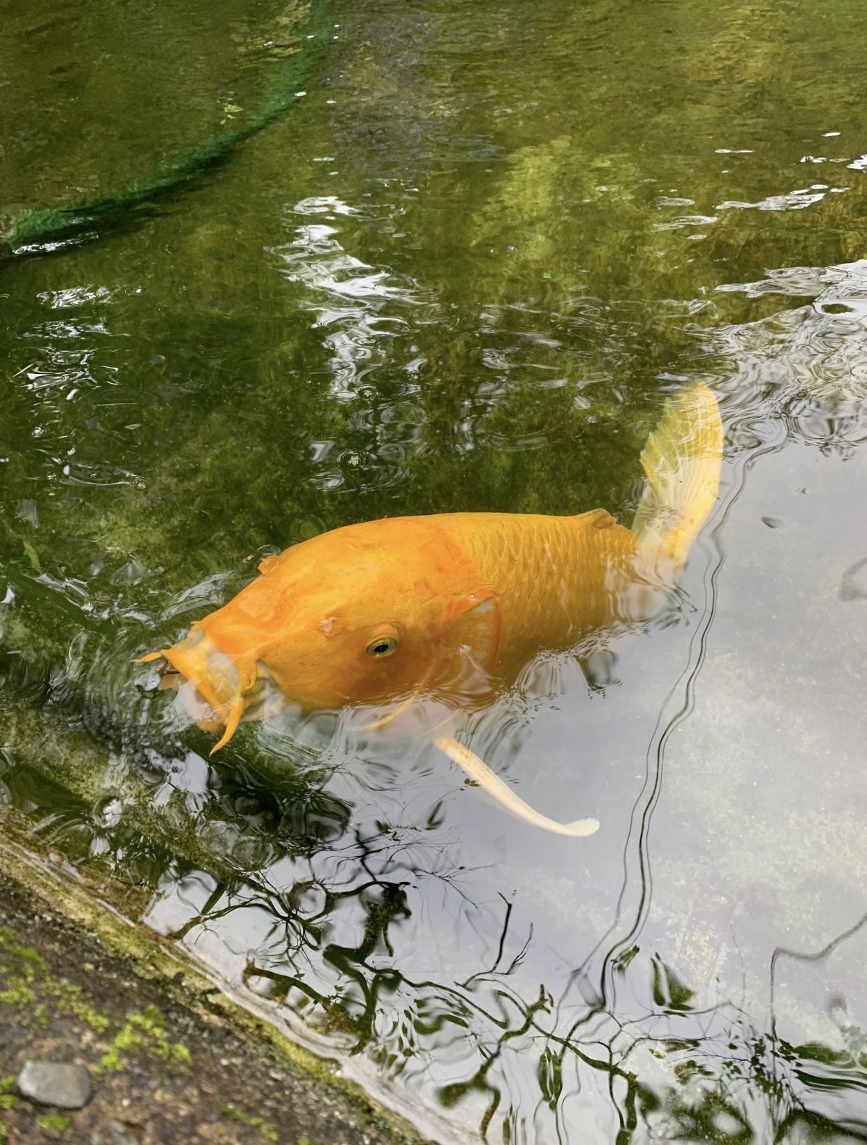 それだけは