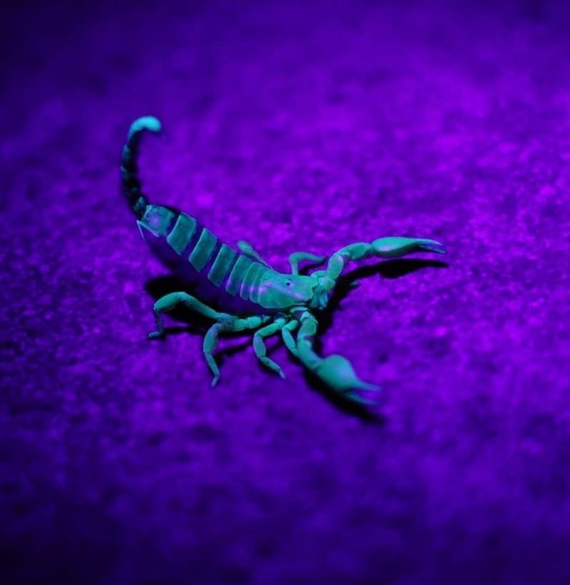 U11 Scorpions