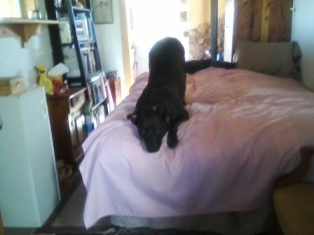 Downward Dog on the Bed