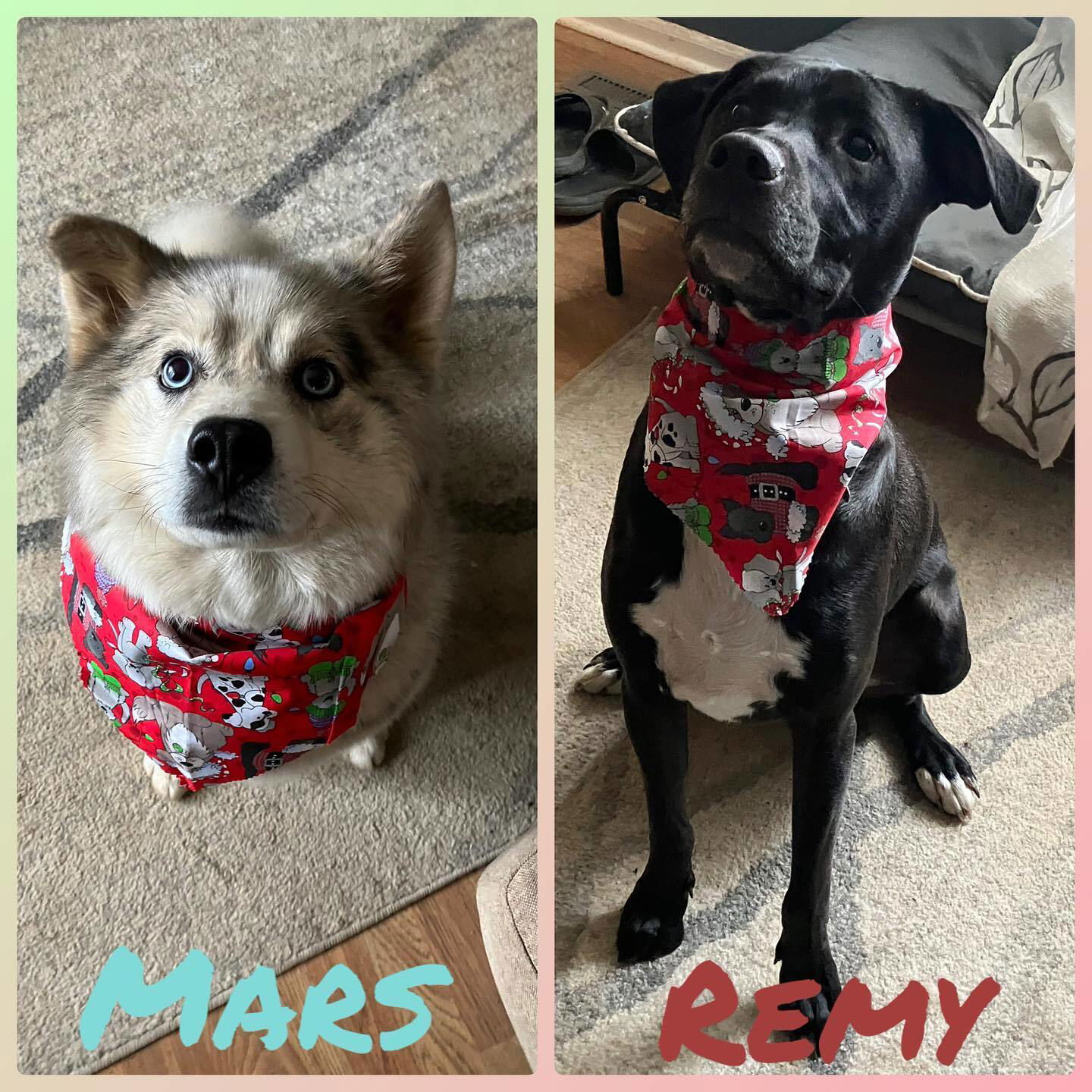 12/14/2022 Mars and Remy