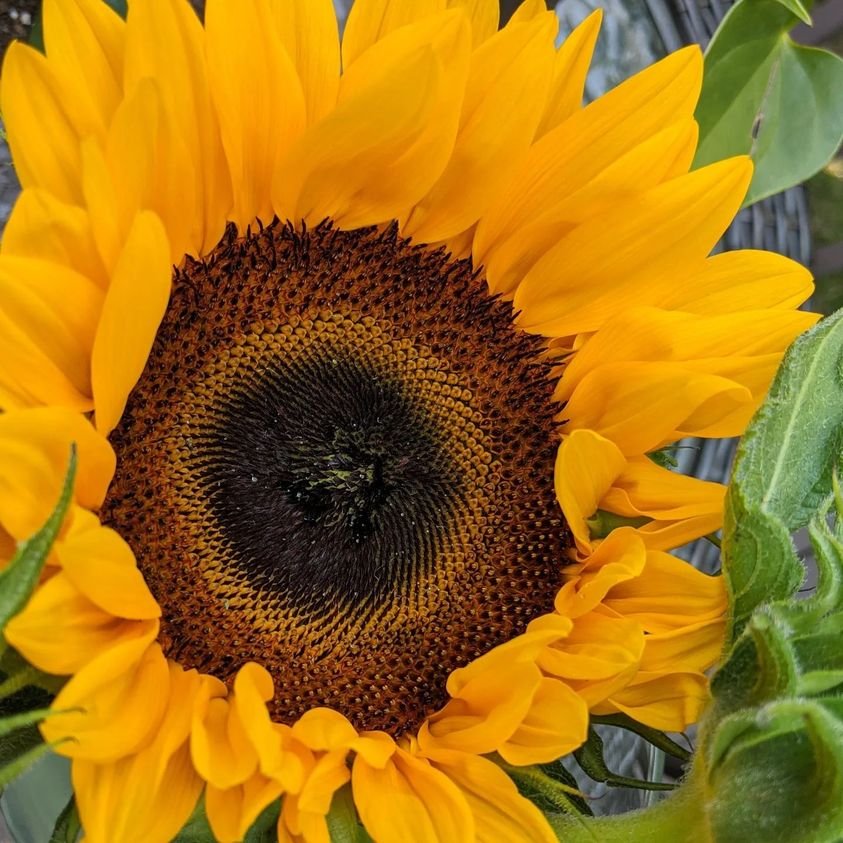 Sunflower Vibes