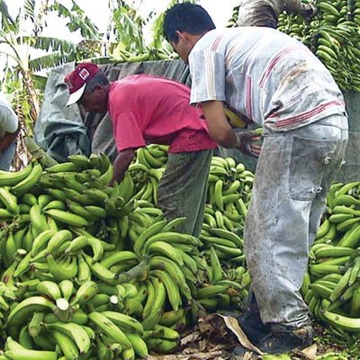 El cultivo del plátano