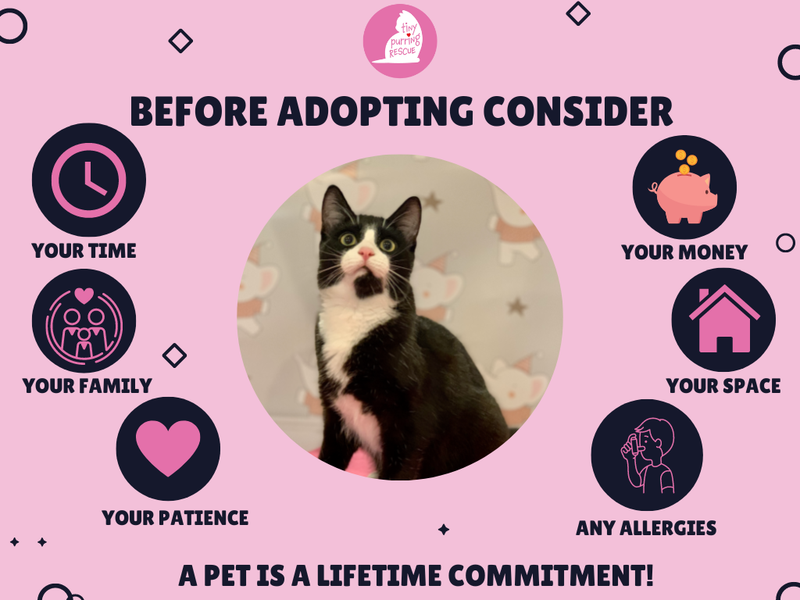 Adopting a cat is a serious commitment