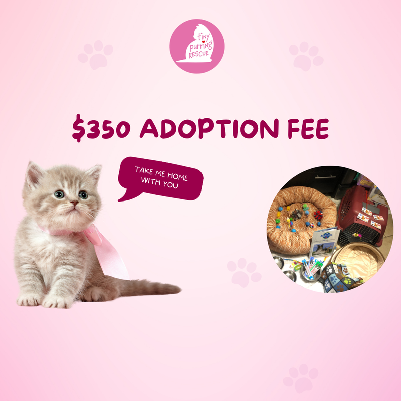 Cat Adoption Fee