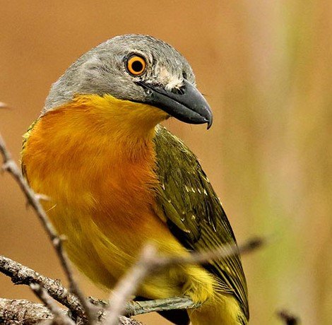 Top Facts about Wildlife and Birding Photography in Kenya - Natureswonderlandsafaris