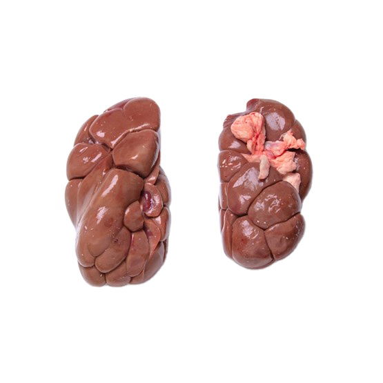 Frozen Beef Kidney