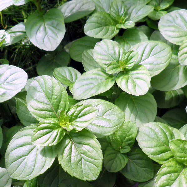 Orange Mint Plants for Sale
