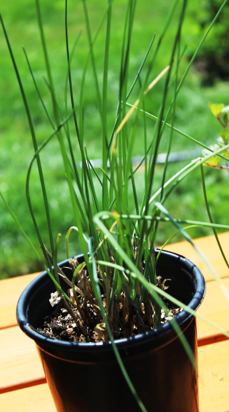 Chives, Common Herb Plant