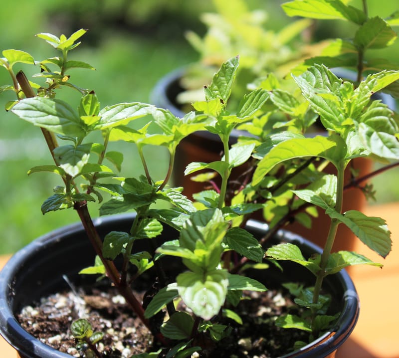 Lemon Basil Plants for Sale