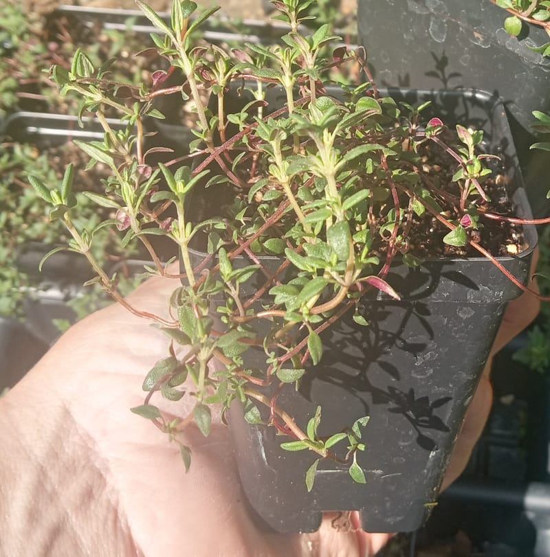 French Thyme Plants for Sale