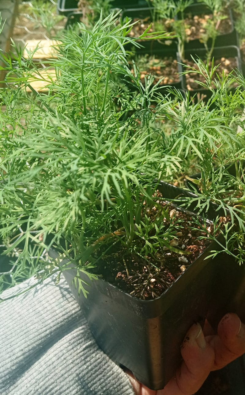 Dill Plants for Sale