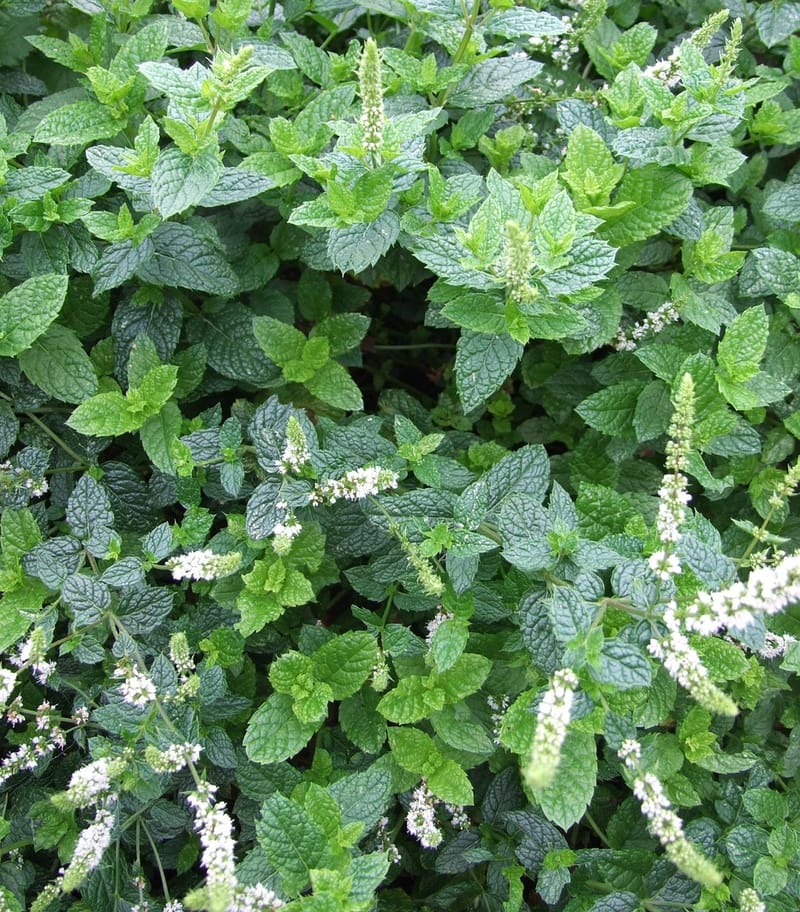 Mojito Mint Herb Plants for Sale