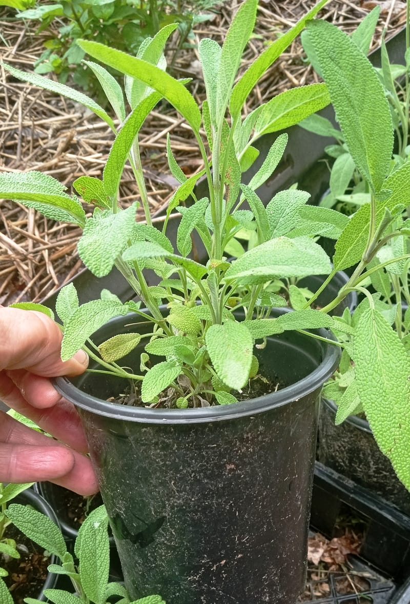 English Thyme Herb Plants for Sale