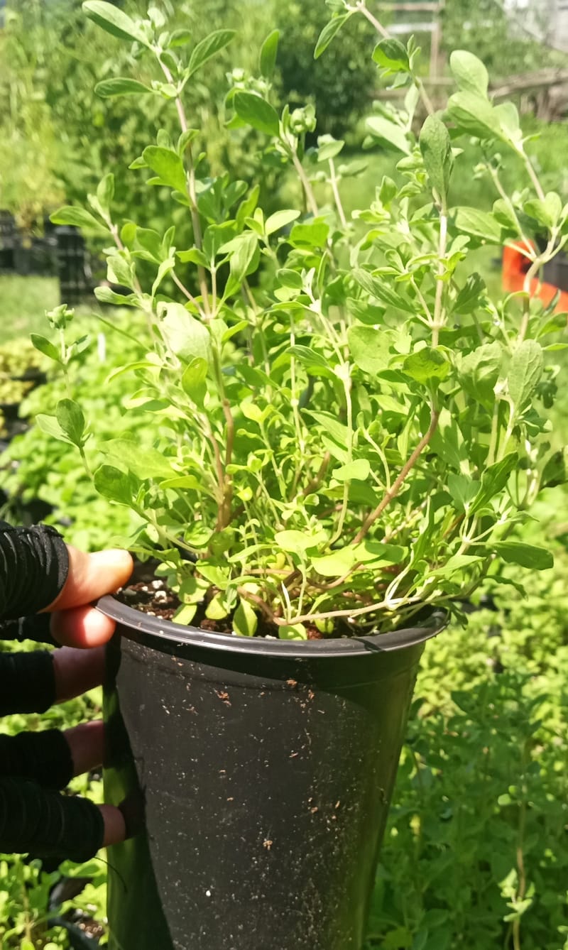 Dill Plants for Sale