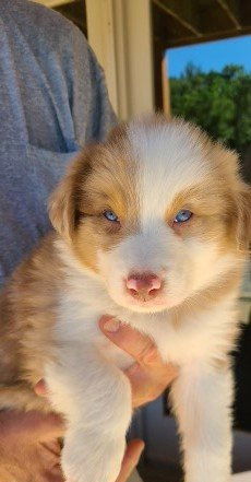 Red sales merle male